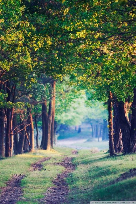 Beautiful Forest Path Summer Ultra Hd Desktop Background