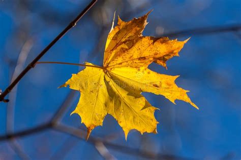Autumn Single Yellow Maple Leaf Stock Image Image Of Fade Nature