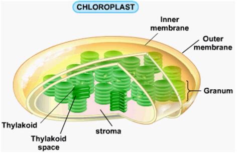 We did not find results for: Chloroplast-An organelle found in plant and algae cells ...