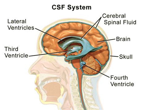 Use And Formation Of Csf Pt Master Guide