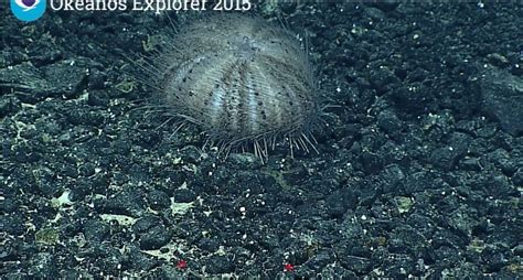 The Echinoblog Know Your Deep Sea Urchins Okeanos Echinoid Edition