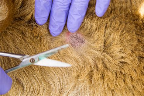 How To Spot And Treat Dog Hot Spots