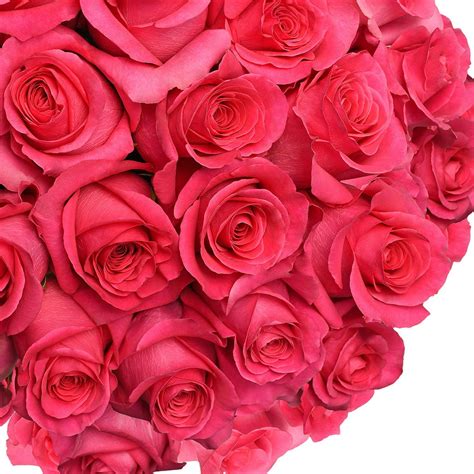 Fresh Cut Hot Pink Roses 20 Pack Of 100 By Inbloom Group Walmart