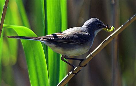 Cape Wagtail Birds Of The Helderberg Nature Reserve · Inaturalist