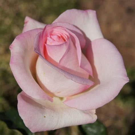 Christa Steyn Rose Nursery Types Of Roses Growing Roses Hybrid Tea