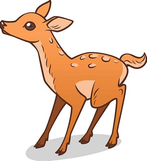 Best Fawn Illustrations Royalty Free Vector Graphics And Clip Art Istock