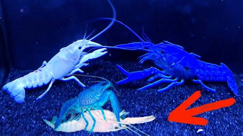 How To Breed Raise And Care For Colorful Crawfish Lobsters Babies