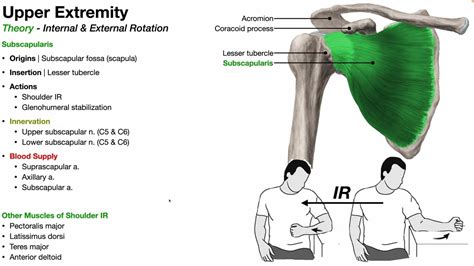 Muscles Of Shoulder External And Internal Rotation Youtube