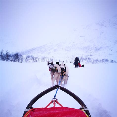 One Day Of Active Dog Sledding Active Tromso