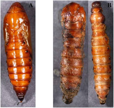 Diapausing Larvae Of O Fuscidentalis Became Pupae After The Injection