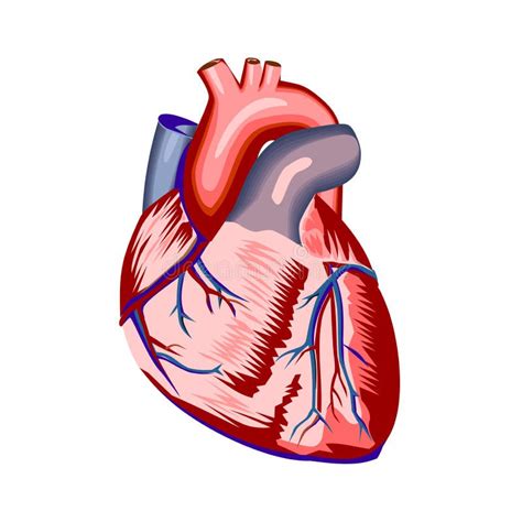 Anatomía Humana Del Corazón En Blanco Ilustración Del Vector