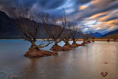 The Willow Trees Of Glenorchy Willow Tree Nature Photographs Lake