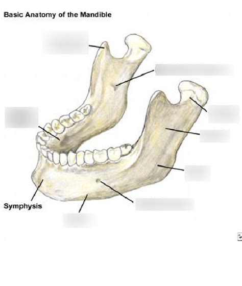 Mandible Clinical Anatomy Diagram Quizlet