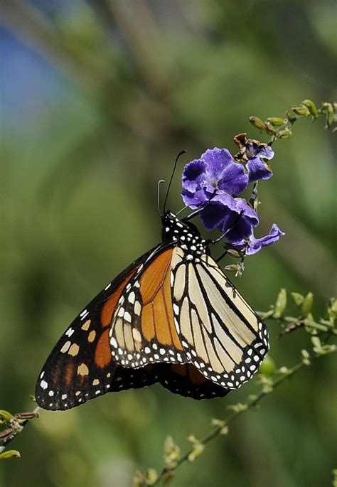 Monarch butterfly may land on endangered species list | NewsCut ...