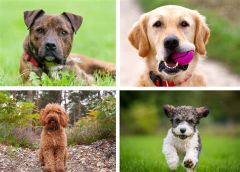 These Are The 10 Most Popular Dog Breeds In Britain Heart