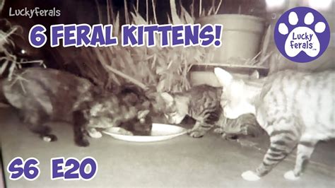 6 Feral Kittens S6 E20 Lucky Ferals Cat Videos Youtube