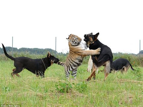 German Shepherds Help Save Endangered Tigers Simply By
