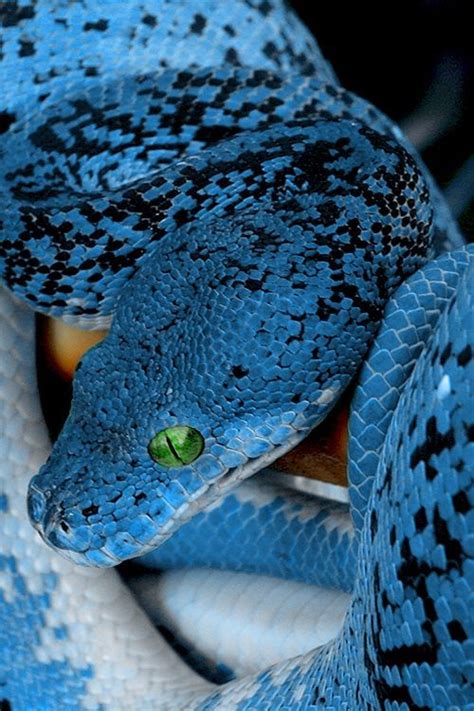 Blue Boa ⊱╮ Pretty Snakes Cool Snakes Colorful Snakes Beautiful