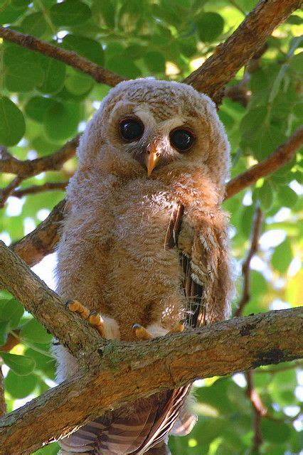 Check Out These Lovable Owlets With Their Big Round Eyes