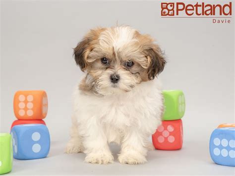 We have a list which contains most of the information about the breeders, if they have a website then they have also being. Petland Florida has Teddy Bear puppies for sale ...