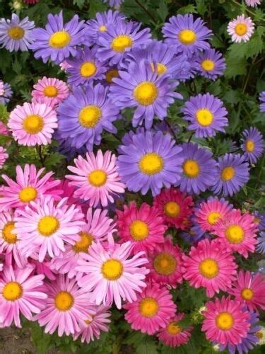 Chinese Aster Seeds Farm Mix Heirloom Flower Seed Mixed Asters