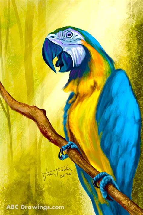 How To Draw A Macaw Step By Step Easy Drawsocute Learn Howtodraw A
