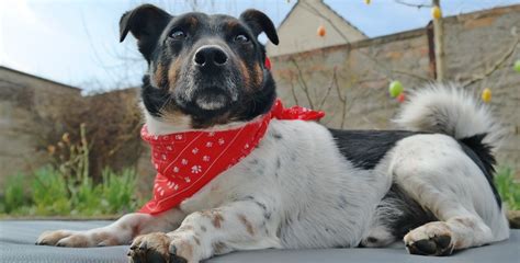 Matratzen test ❤️ und testberichte auf testbericht.de. Testbericht: Matratze OSCAR VISCO von tierlando