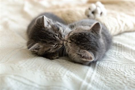 Premium Photo Cute Tabby Kittens Are Sleeping Hugging Kissing On