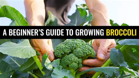 A Beginners Guide To Growing Broccoli Youtube