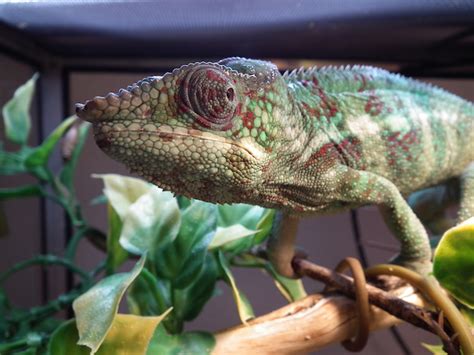 Check spelling or type a new query. How to Breed Panther Chameleons