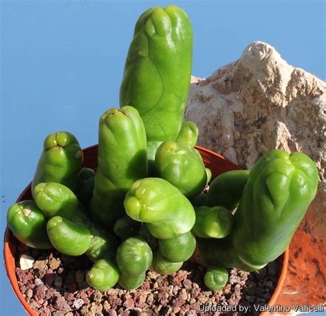 (1987) = mammillaria compressa v. Echinopsis cv. Green Pepperoni Cactus | Cacti and ...