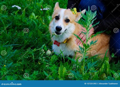 Photo Of An Emotional Dog Cheerful And Happy Dog Breed Welsh Corgi