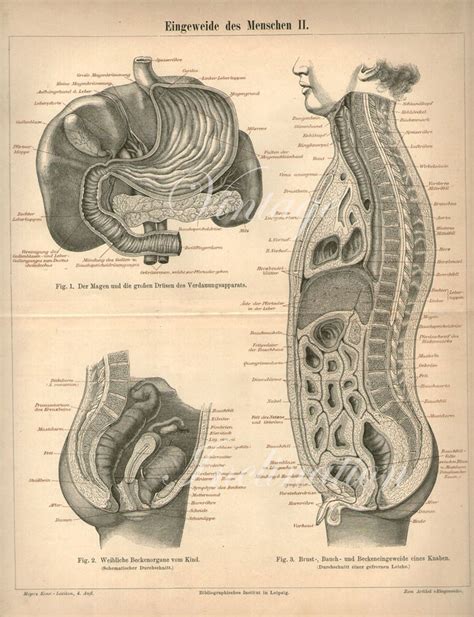 Large S Human Anatomy Print Male Internal Organs Etsy Australia