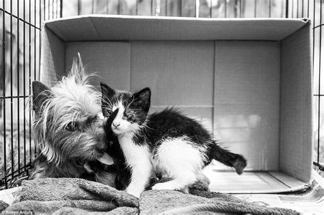Photos By Robyn Arouty Show Stray Yorkie Caring For Two Kittens Daily