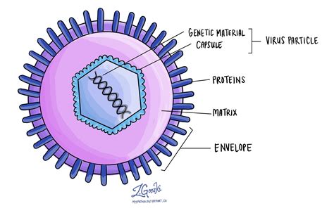 Virus Mypathologyreportca