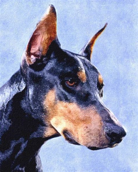 Doberman Pinscher Watchful And Loyal 8x10 By Animalartincognito