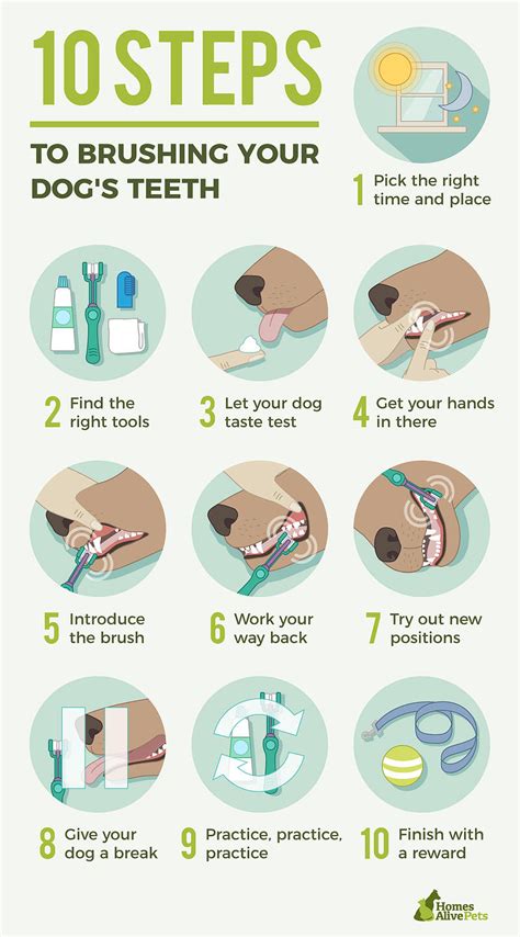 How To Brush A Dogs Teeth A 10 Step Guide