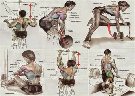Beginner Bodybuilders Back Exercises For Mass ~ Multiple Fitness