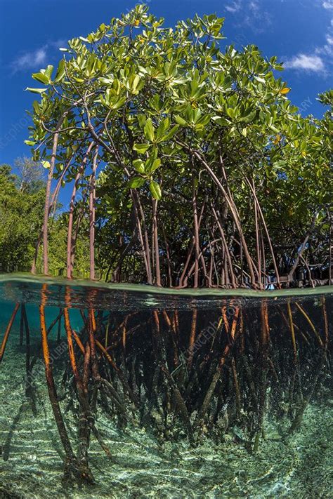 An Underwater View Of Mangroves And Trees In The Water With Blue Sky Above