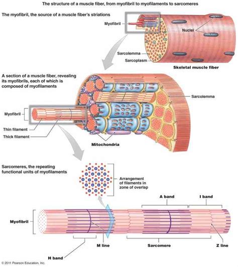 Anatomy Of A Skeletal Muscle Fiber