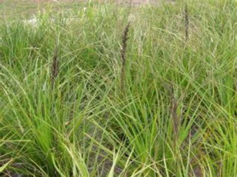 Australian Native Grasses Vivid Native Grass Plants For Your Garden