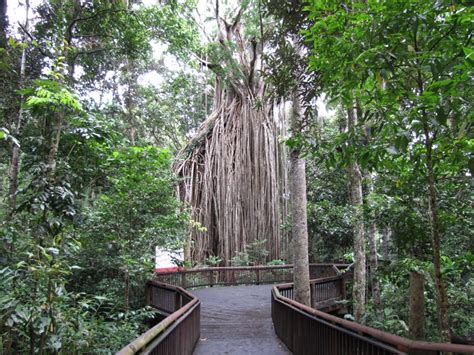 Curtain Fig Tree Atherton Tablelands Austraila Places To Go