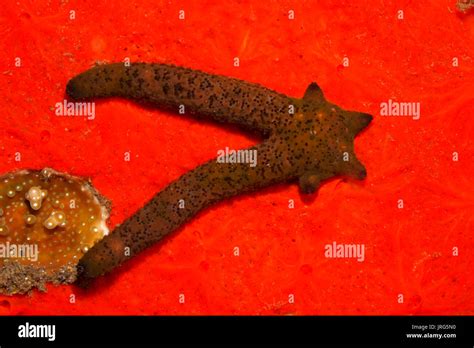 Starfish Arm Regeneration Hi Res Stock Photography And Images Alamy