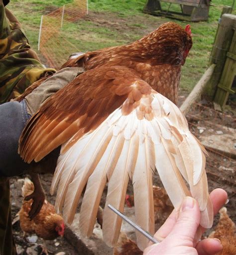 3 Simple Steps to Clipping a Chickens Flight Feathers | Clipping ...