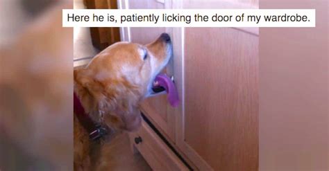 Golden Retriever Licks Doors To Be Let Outside