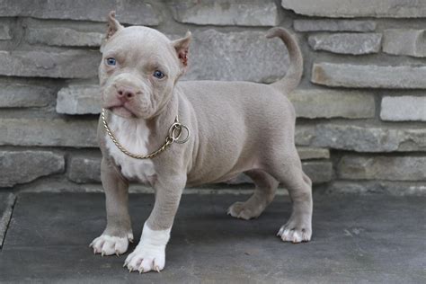 Xl blue bully mix with staffordshire pit bull for sale starting at 150 mom and dad on site. American Pit Bull Terrier Puppies For Sale | Albuquerque ...