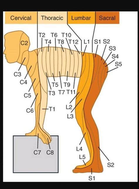 16 Dermatome Maps Ideas Physical Therapy Anatomy And Physiology