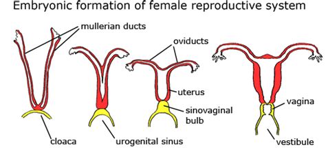 They make up about 3% of uterine cancers. Mullerian Ducts
