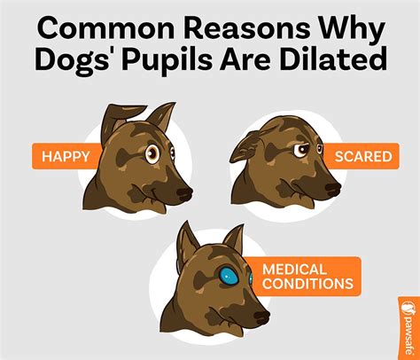 Understanding Dogs Pupil Dilation