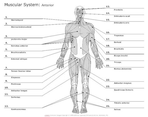 23 Best Anatomy The Muscular System Images On Pinterest Human